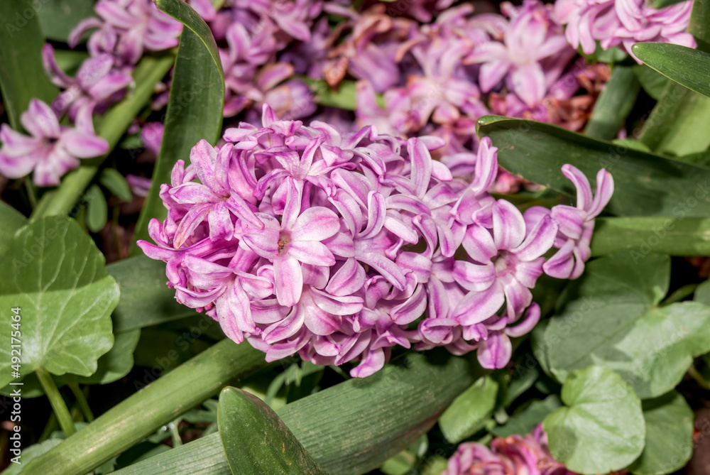 Common Hyacinth (Hyacinthus orientalis) in park