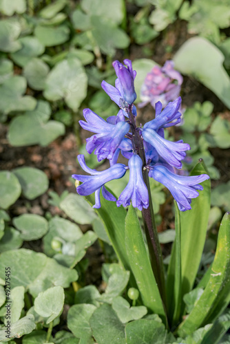 Common Hyacinth  Hyacinthus orientalis  in park