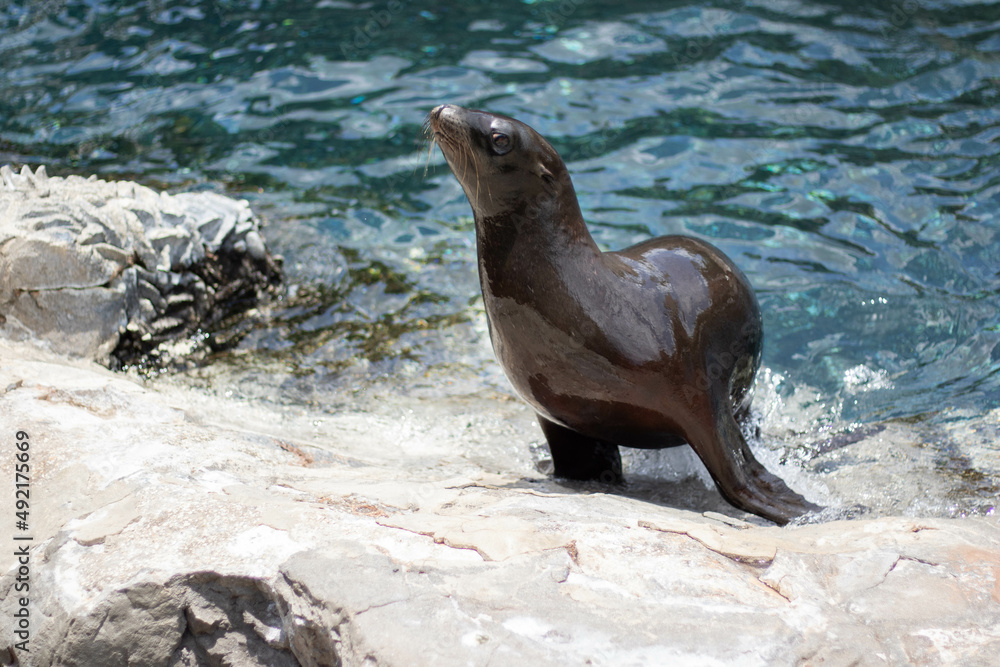 Fototapeta premium sea lion on rock