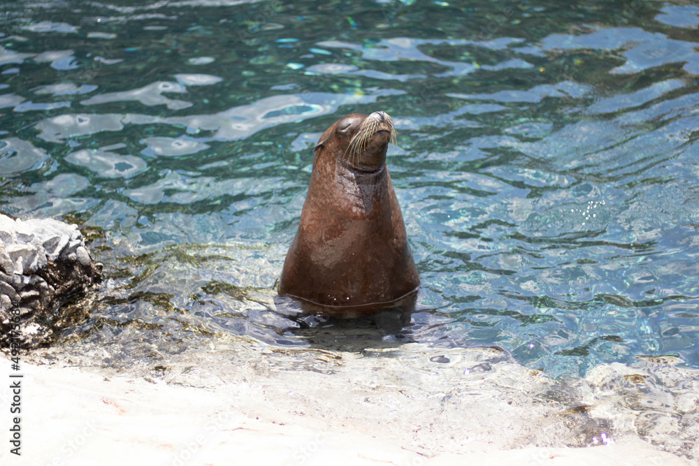 Fototapeta premium sea lion on the beach