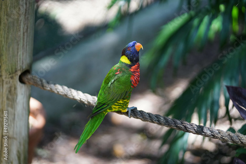 lory in the zoo