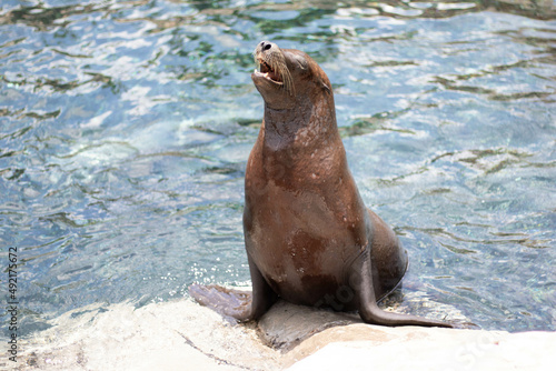 sea lion on the rocks