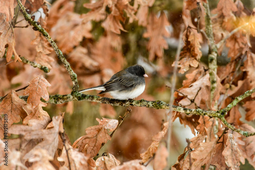 Bird resting in an oak tree. 