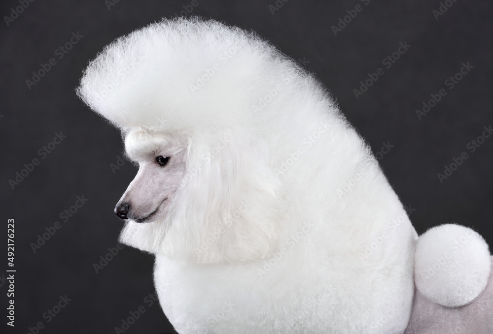 Portrait of white toy poodle