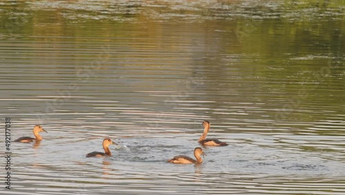 full shot of Lesser whistling duck flock of birds in golden hour sunset light floating in water at keoladeo national park forest or bharatpur bird sanctuary rajasthan india - Dendrocygna javanica photo