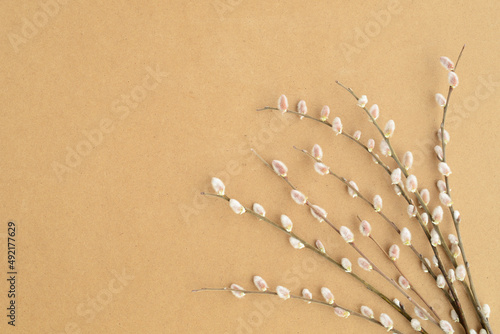willow branches on a eco friendly cardboard background  spring or easter background with blooming willow  copy space