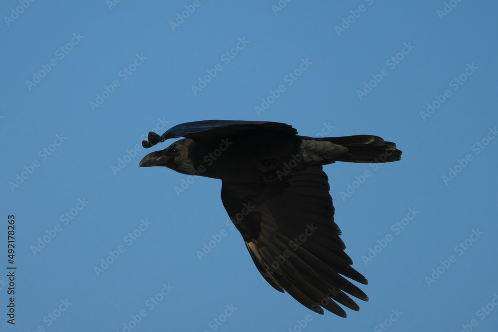 Obraz premium 飛翔する烏