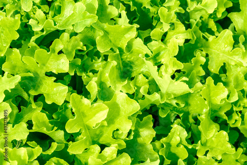 growing young lettuce leaves - a source of vitamins and dietary food for vegetarian dishes, selective focus photo