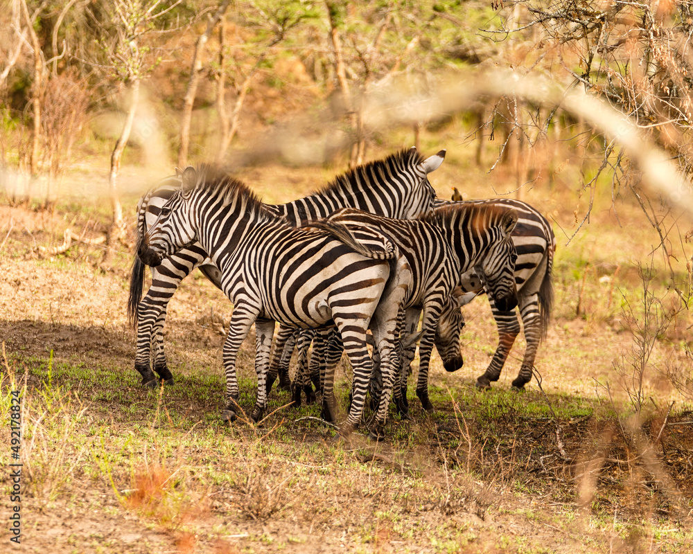 Fototapeta premium zebra in the savannah