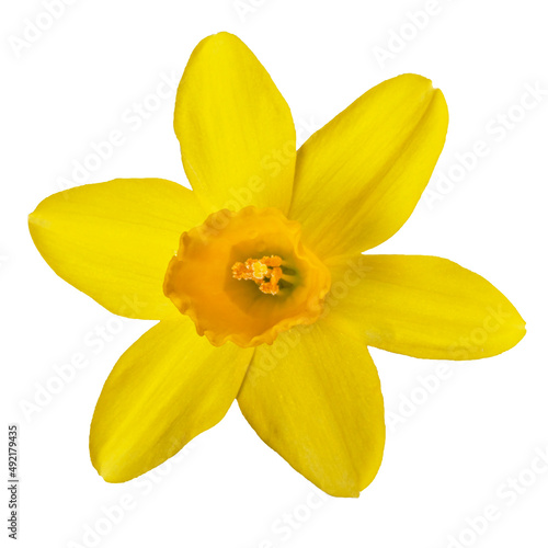 Yellow daffodil in close-up on a white background