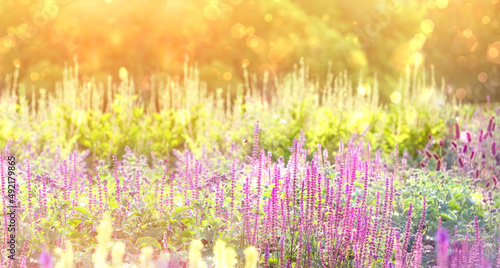 beautiful flower summer garden. Natural abstract sunny background with wild flowers on meadow. summer blossoming season. 