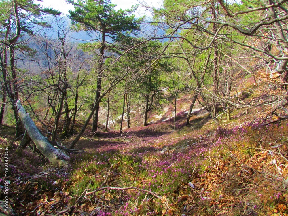 Scots pine forest in Slovenia with pink flowering winter heath, spring heath or alpine heath (Erica carnea) covering the ground