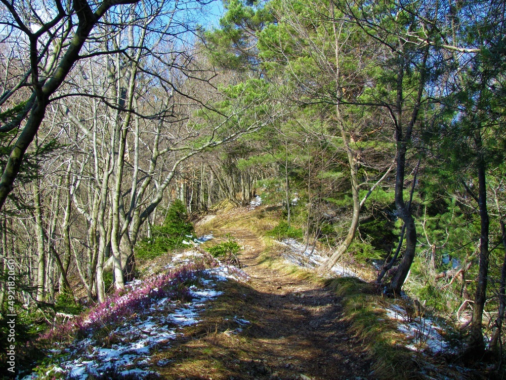 Path leading over a ridge covered in scots pine and beech forest and dry grass, snow and winter heath, spring heath or alpine heath (Erica carnea) in Slovenia
