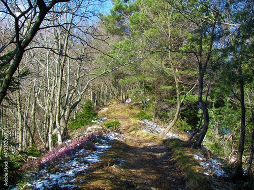 Fototapeta Naklejka Na Ścianę i Meble -  Path leading over a ridge covered in scots pine and beech forest and dry grass, snow and winter heath, spring heath or alpine heath (Erica carnea) in Slovenia