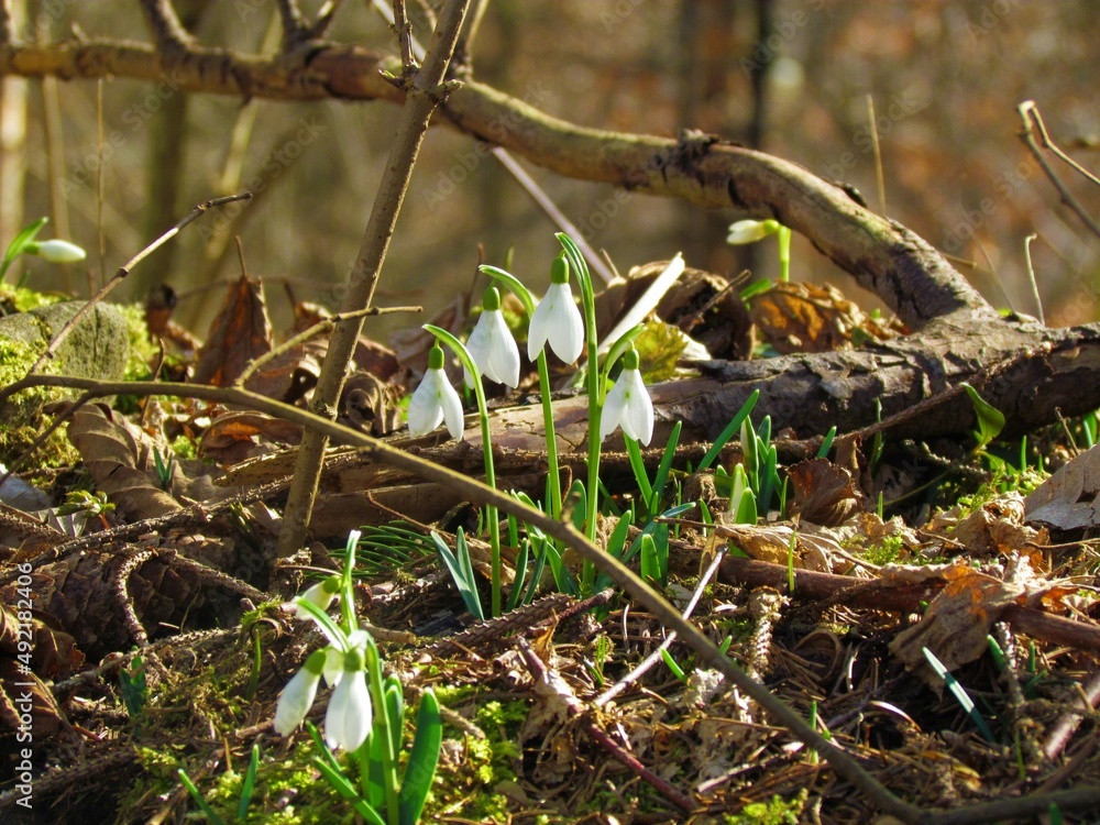 Close up of white blooming common snowdrop (Galanthus nivalis) spring flowers Close up of white blooming common snowdrop (Galanthus nivalis) spring flowers