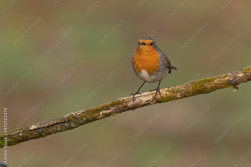 Eurasian nuthatch in a Mediterranean forest with the last light of a cold winter day Eurasian nuthatch in a Mediterranean forest with the last light of a cold winter day