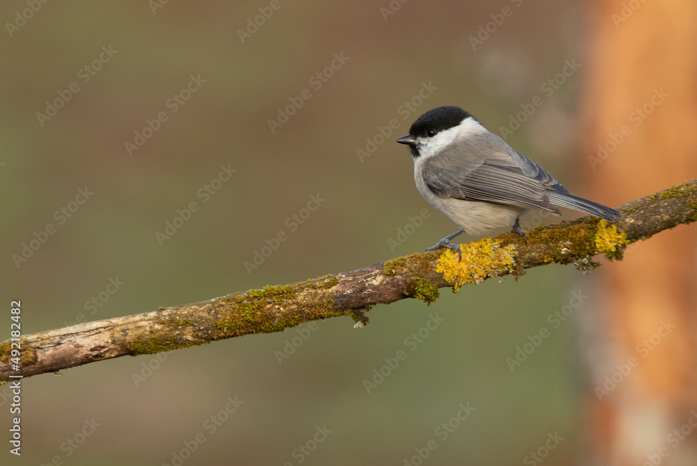 Obraz premium Marsh tit with the last light of the day in an oak forest