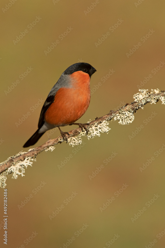 Fototapeta premium Adult male Eurasian bullfinch in an oak forest in the last light of the afternoon on a cold winter day
