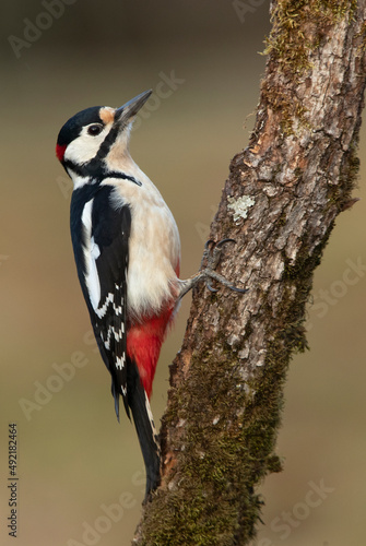 Great spotted woodpecker on an oak tree trunk on a cloudy winter day in a pine and oak forest
