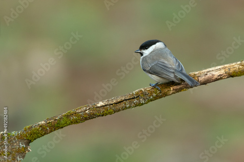 Marsh tit on a cloudy winter day in an oak forest