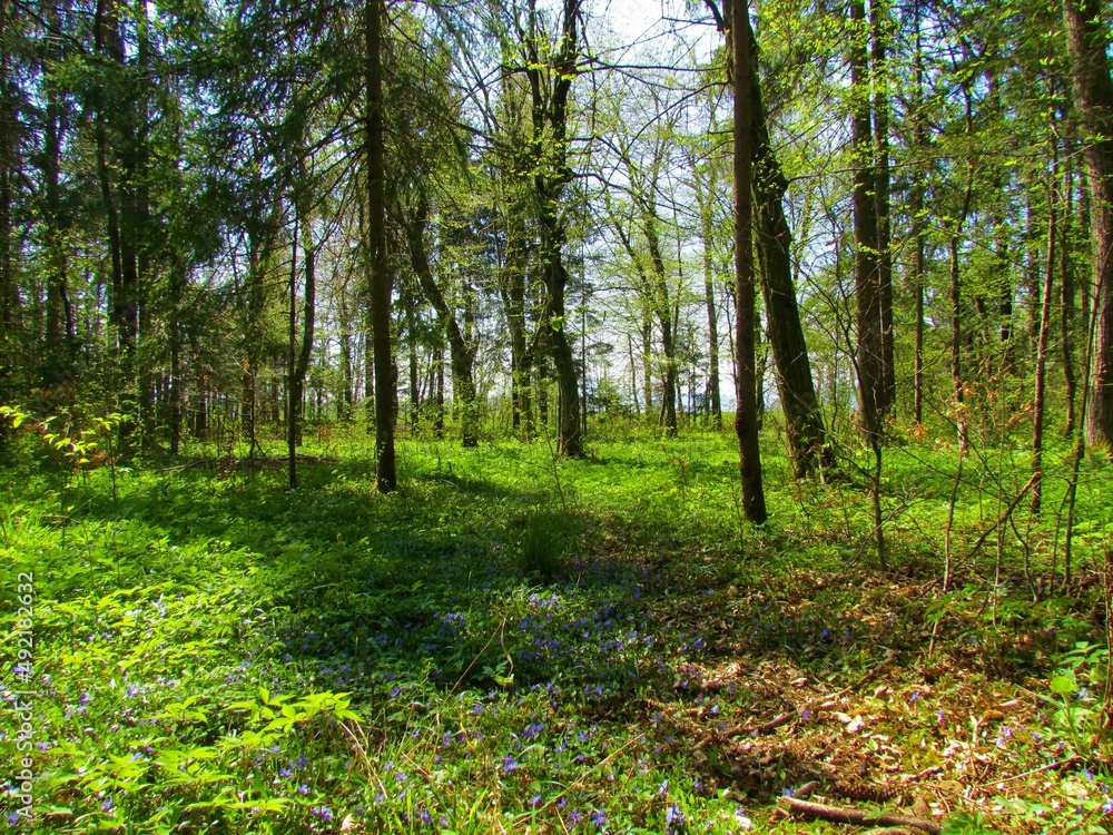 Bright green european hornbeam forest in late spring with blue blooming dwarf periwinkle, lesser periwinkle (Vinca minor) in Slovenia Bright green european hornbeam forest in late spring with blue blooming dwarf periwinkle, lesser periwinkle (Vinca minor) in Slovenia