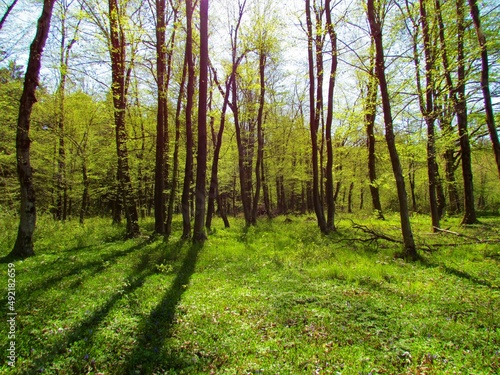 Bright green european hornbeam forest at Sorsko polje, Slovenia in late spring with the sun shing on the ground