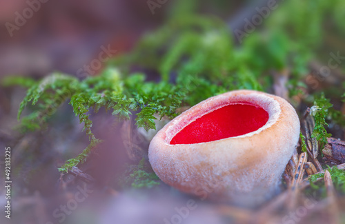 Sarcoscypha austriaca - a saprobic rare nonedible fungus known as the scarlet elfcup. Beige mushroom cups scarlet inside growing on a fallen tree branch between rotten leaves. Early spring in woods. photo