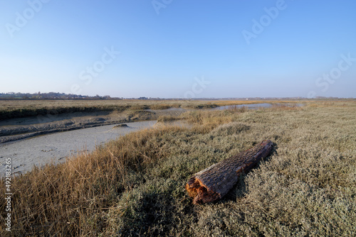 Dead trunck in the estuary of the Orne river. Merville-Franceville-Plage village photo