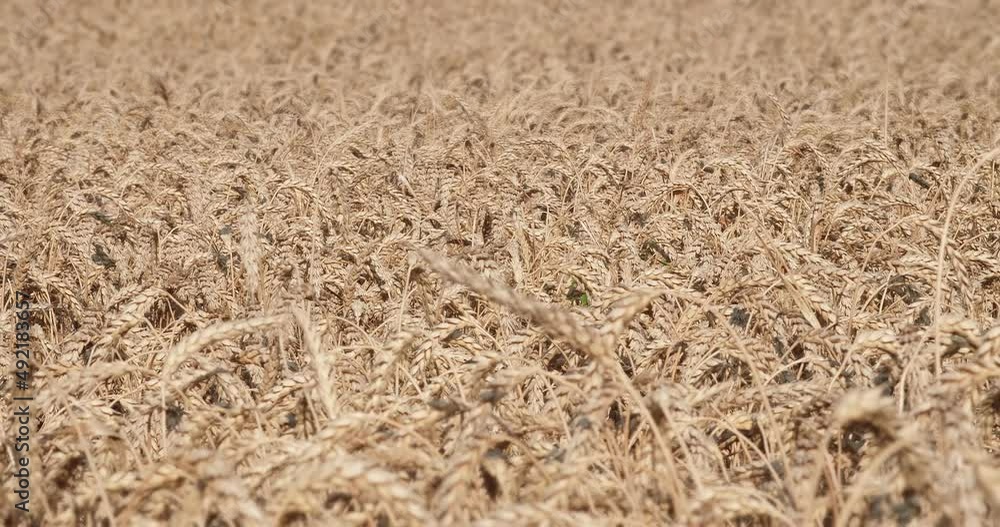 Agricultural field of ripe wheat. Ears full of grains leaned and swayed in the wind. Agricultural field of ripe wheat. Ears full of grains leaned and swayed in the wind.