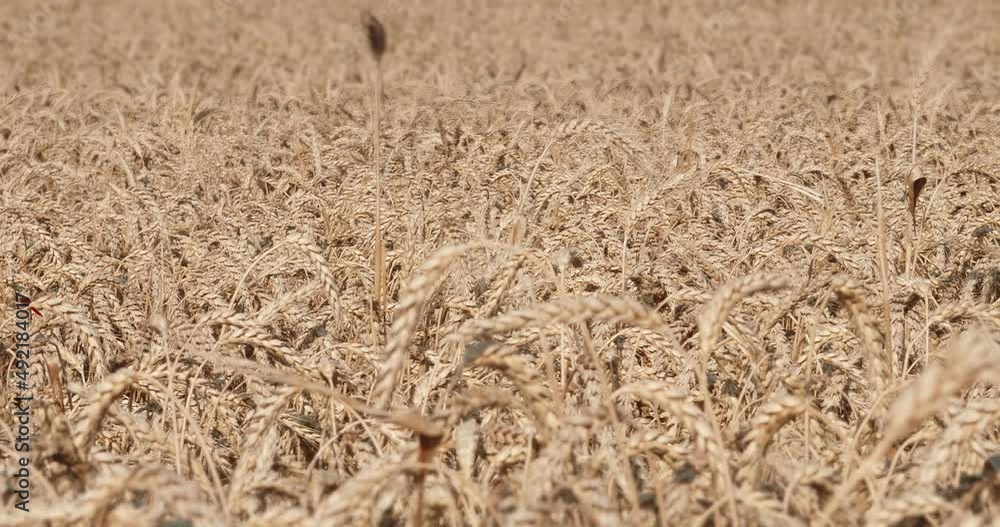 Ears of grain full of grains leaned and swayed in the wind. Agricultural field of ripe wheat. Ears of grain full of grains leaned and swayed in the wind. Agricultural field of ripe wheat.