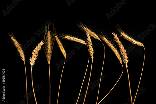 Dry ears of wheat on a black background, top view