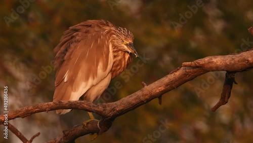 extreme close up shot of Indian Pond Heron or Ardeola grayii perched on branch in action preening in natural golden hour light at keoladeo national park or bharatpur bird sanctuary rajasthan india photo