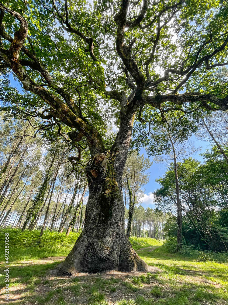 Fototapeta premium centenary tree