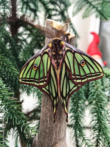 butterfly in a tree photo