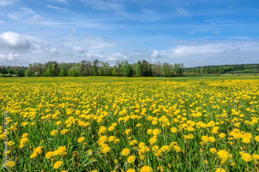 Spring meadow of yellow dandelion flowers.