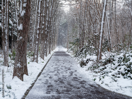 Photography Winter road after the snowfall through forest covered in snow.