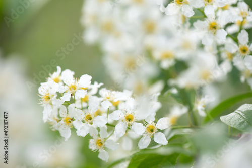 Bird cherry aka hackberry (Prunus padus) tree in full bloom. White flowers in springtime, defocused blurred background.