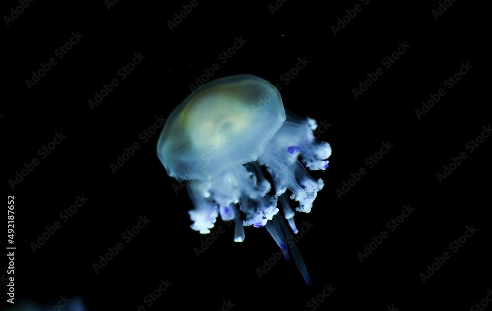 Deep sea jellyfish swimming in the ocean. Beautiful underwater world. Danger of burns from jellyfish on sea coasts. Deep sea jellyfish swimming in the ocean. Beautiful underwater world. Danger of burns from jellyfish on sea coasts.