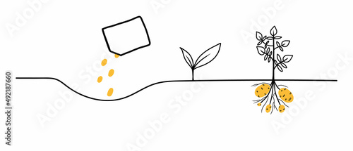 Potatoes growth stages. Life cycle of a potatoes plant. Instructions for planting potatoes .Vector illustration in doodle style isolated on white background