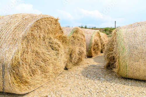 Hay roll ballots with plastic mesh awaiting to feed cattle and other livestock on farmland