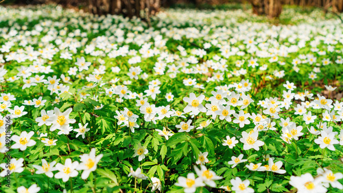 Spring flowers in the forest background. Snowdrop windflower meadow in sunbeams close up photo. A carpet of white anemone flowers in a picturesque ravine.