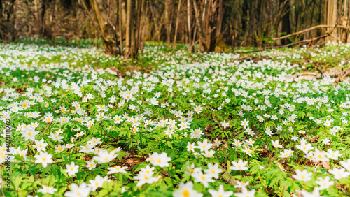 Spring forest photo landscape with copy space. A carpet of white anemone flowers in a picturesque hollow. Snowdrop windflower meadow on sunny day.