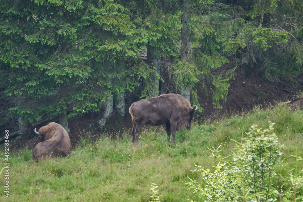 Naklejka premium european bison, Wisent, Bos bonasus, grazing on meadow