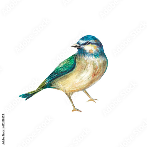 A watercolor blue bird with a green back on a white background. Hand-drawn, in watercolor. He's alone in the background. Suitable for design, textiles, printing, postcards, wedding invitations.