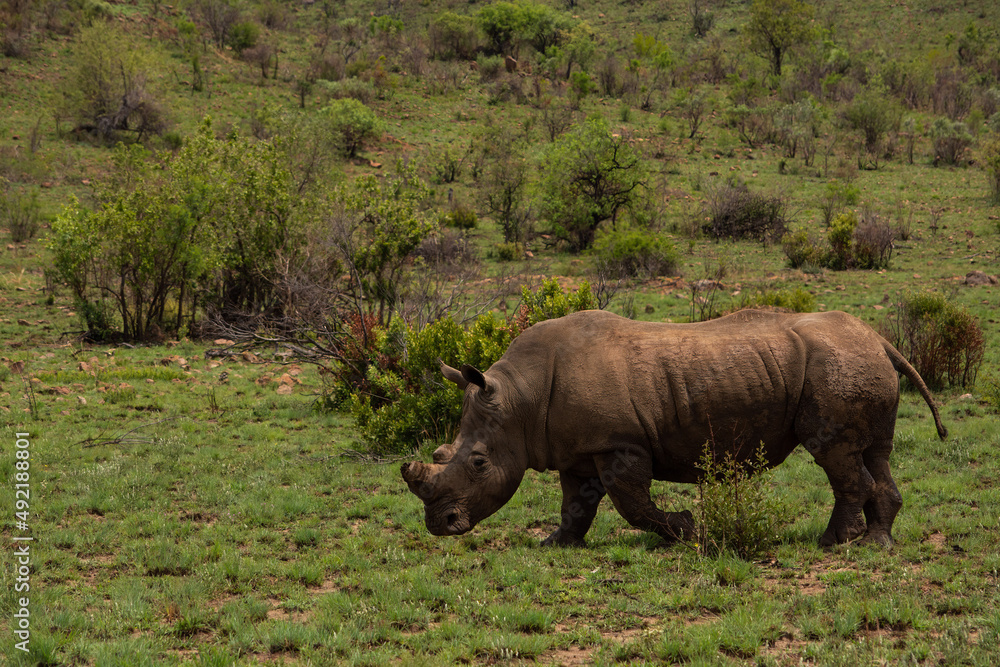 White rhino walking though the short green grass White rhino walking though the short green grass