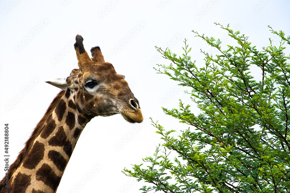 Fototapeta premium Giraffe close-up next to a green bush with a white background