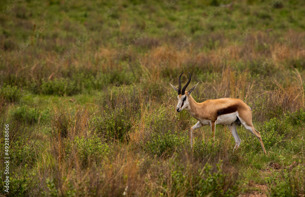 Male springbok walking though the green grass Male springbok walking though the green grass