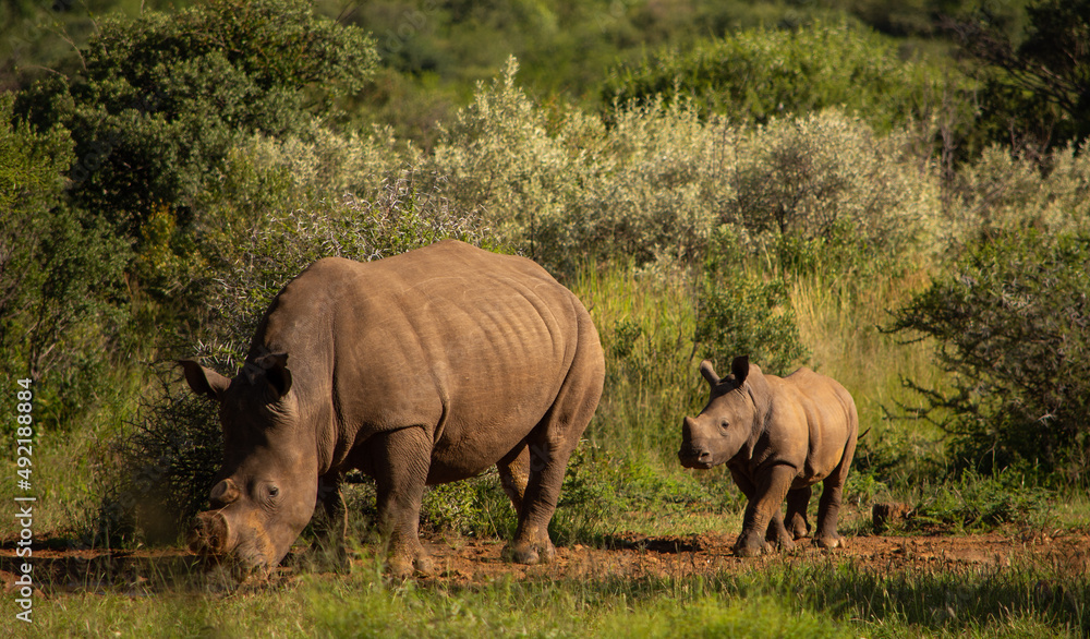 Fototapeta premium Mother white rhino with baby white following