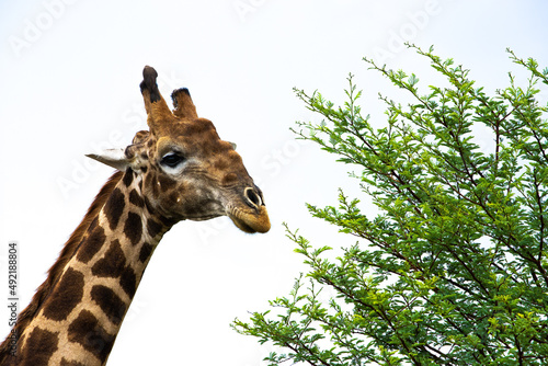 Giraffe close-up next to a green bush with a white background © Hislightrq