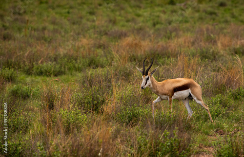 Male springbok walking though the green grass